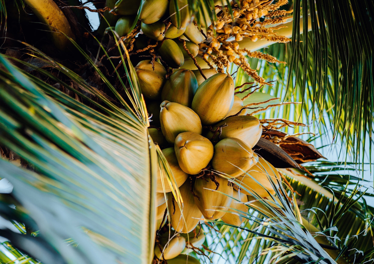 Selection of Nuts for coconut Nursery