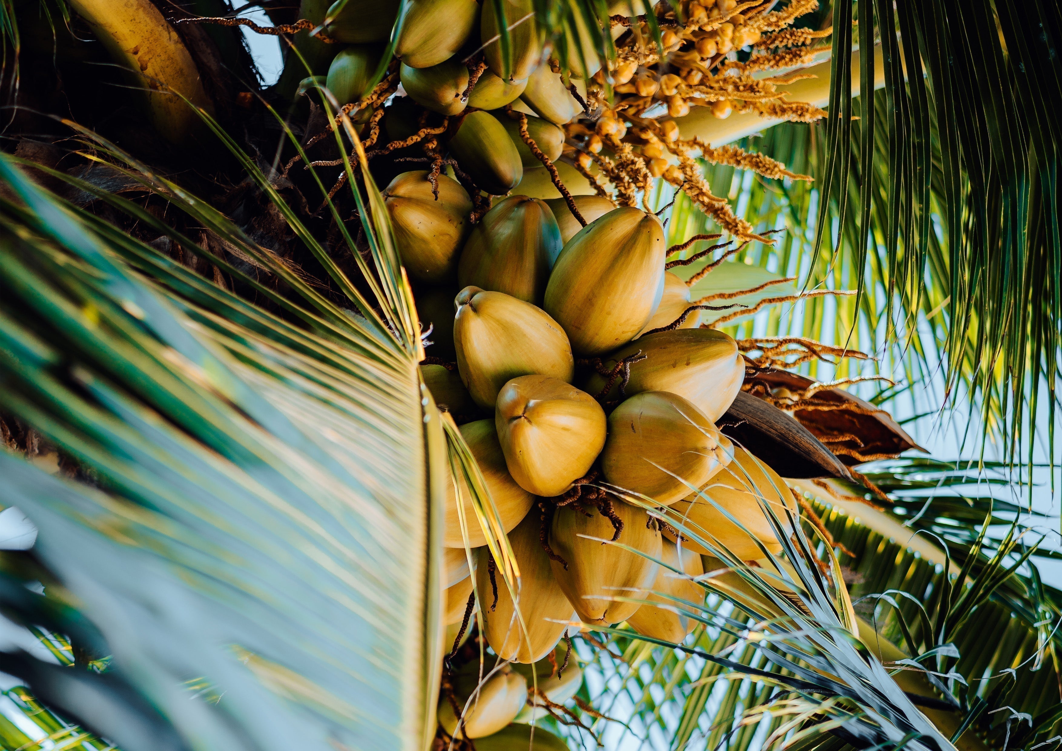 Selection of Nuts for coconut Nursery