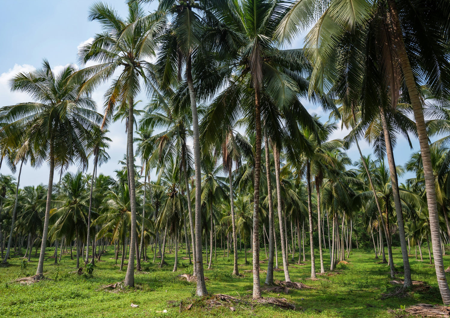 Erwinia spp.: Deadly Coconut Palm Disease