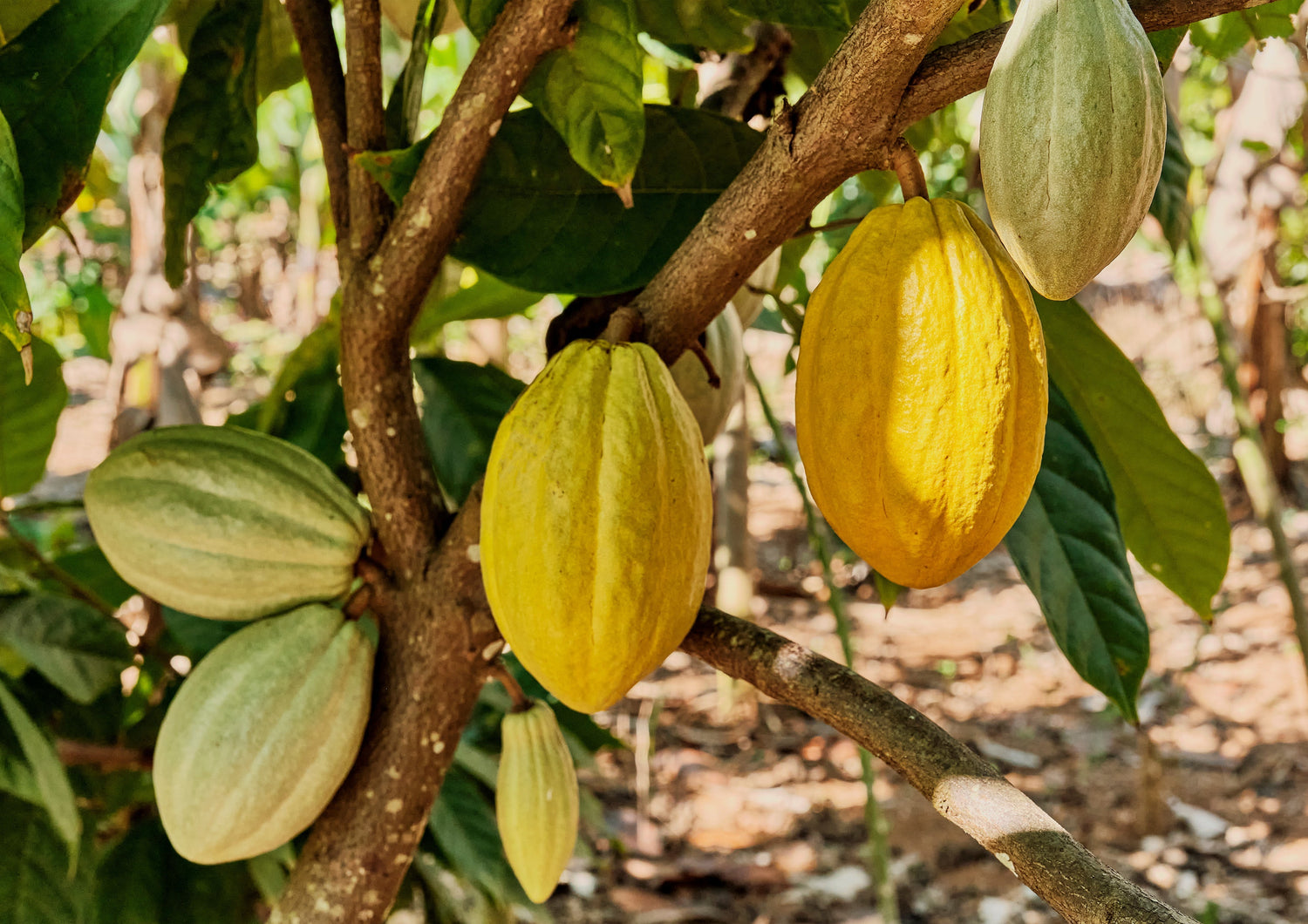 Cocoa Intercropping in Coconut Farms