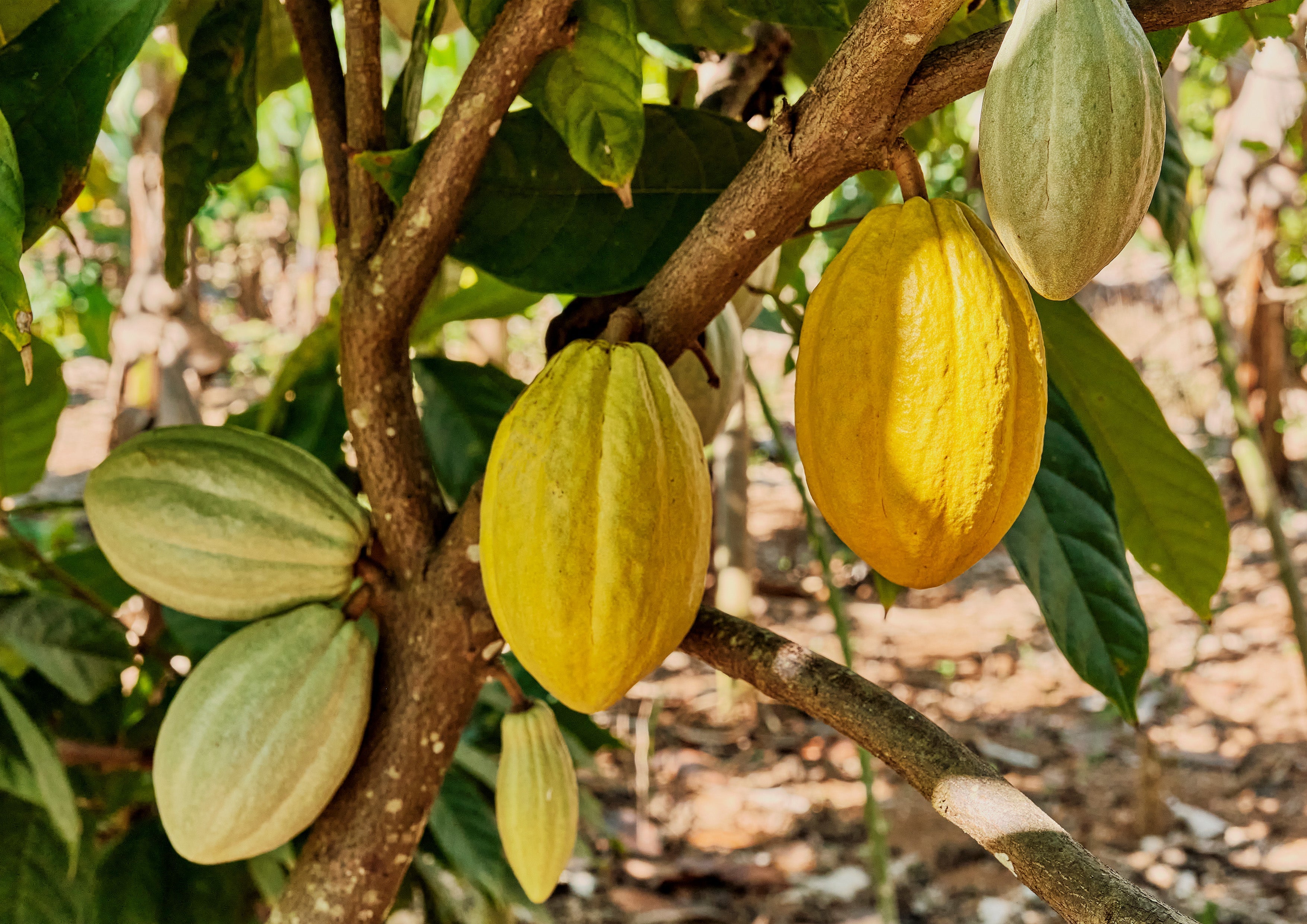 Cocoa Intercropping in Coconut Farms