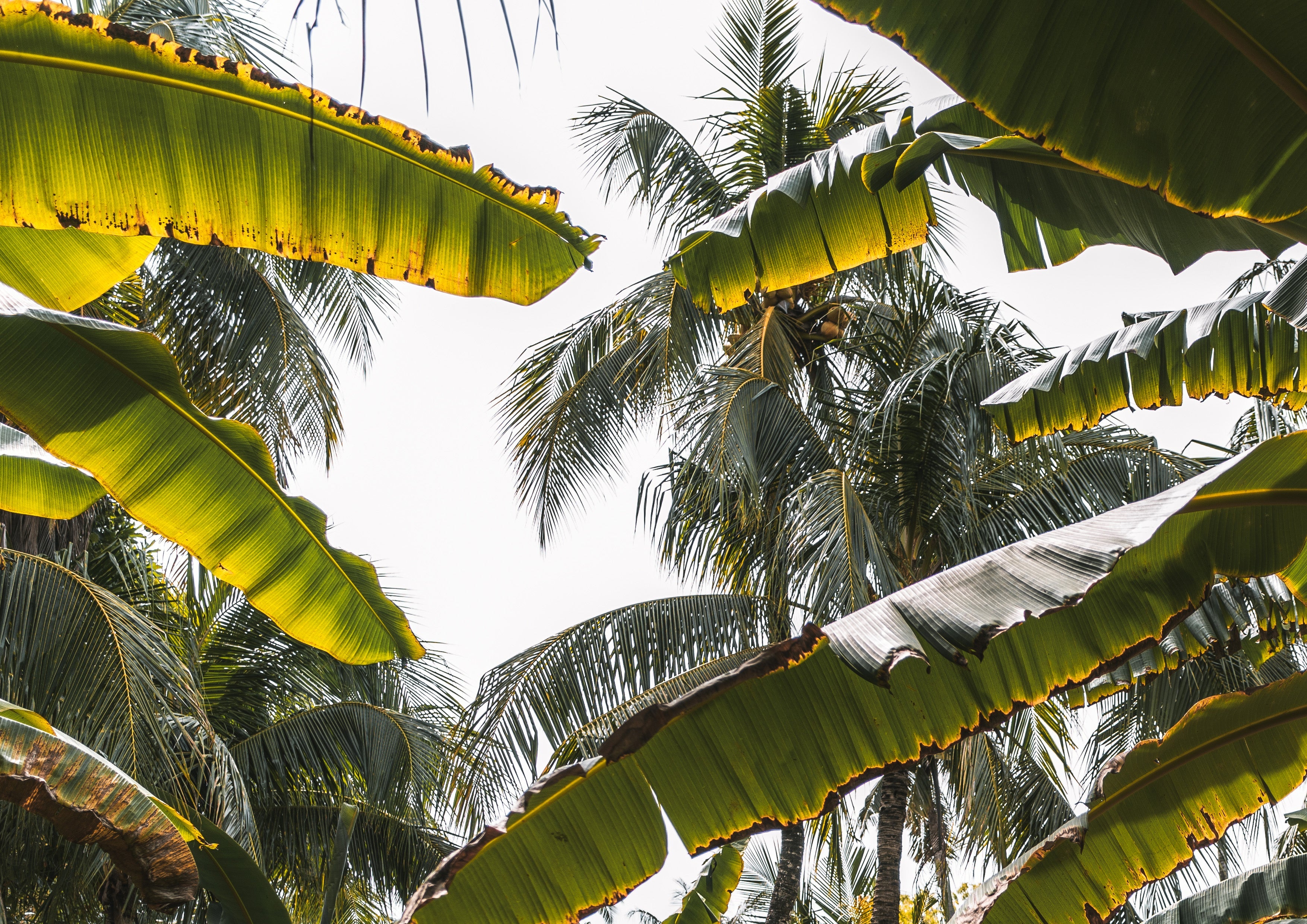 Best Intercrops for Coconut Farms at Different Growth Stages