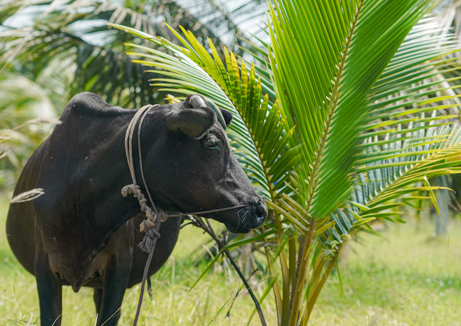 Integrated Farming in Coconut Plantations