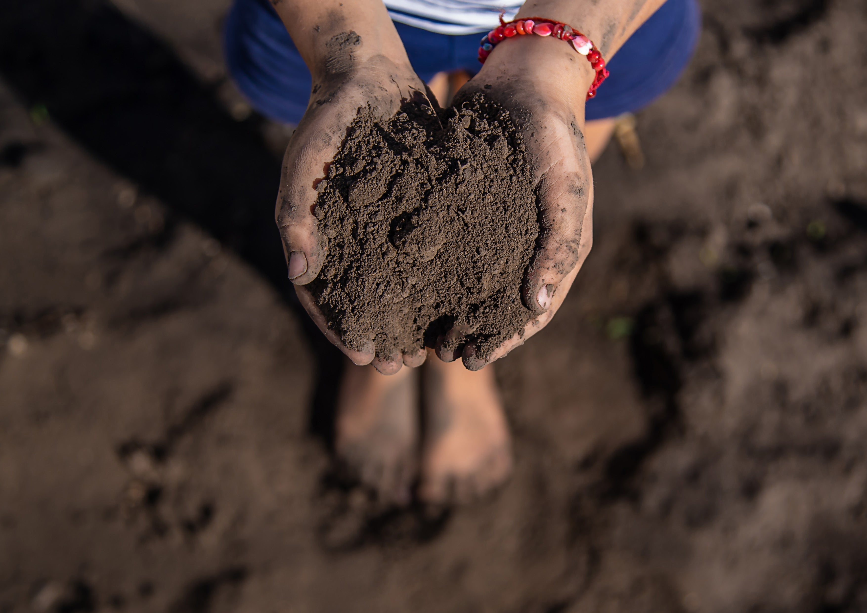 Soil Health Management in Coconut