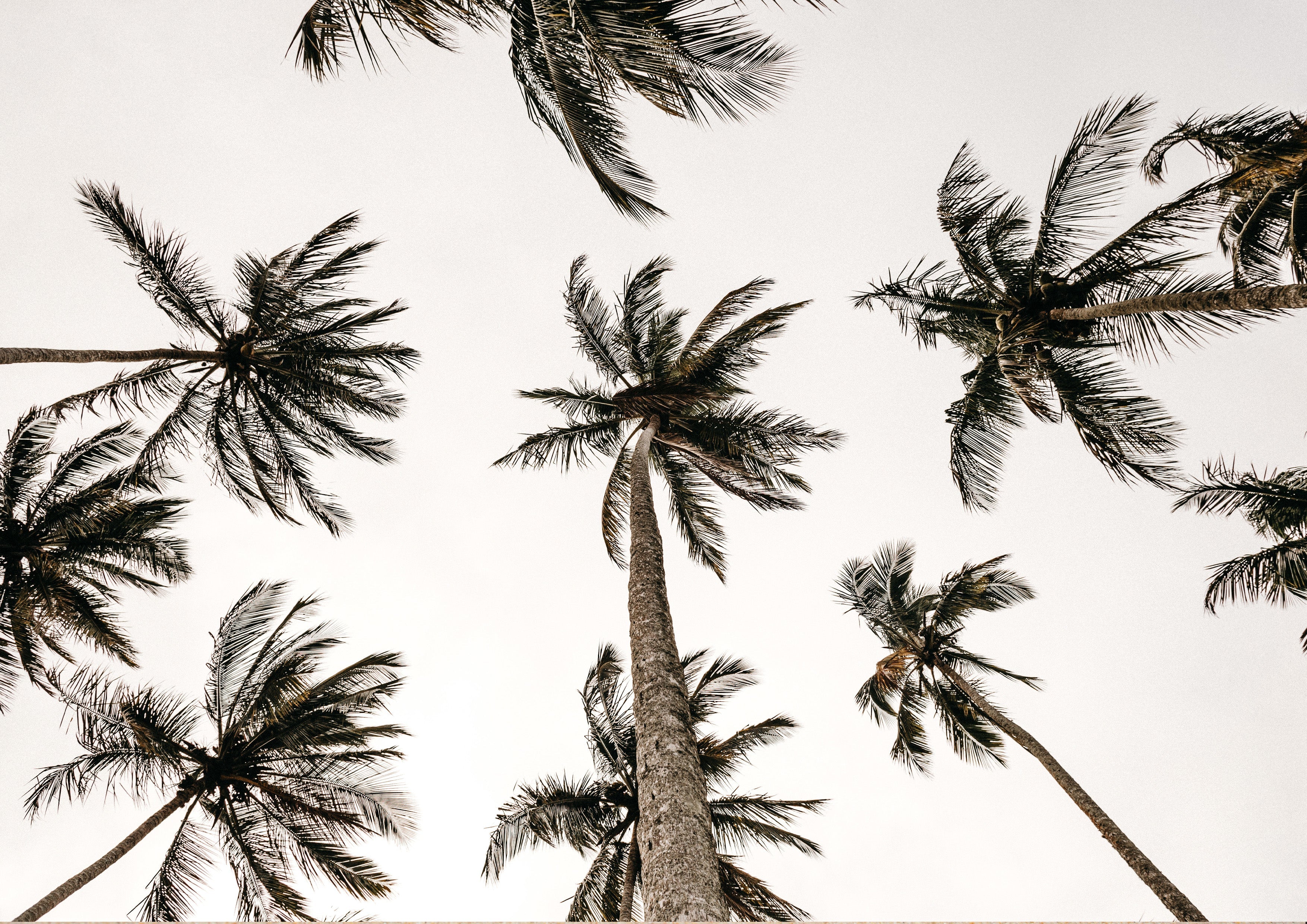 Site Selection for Coconut Cultivation