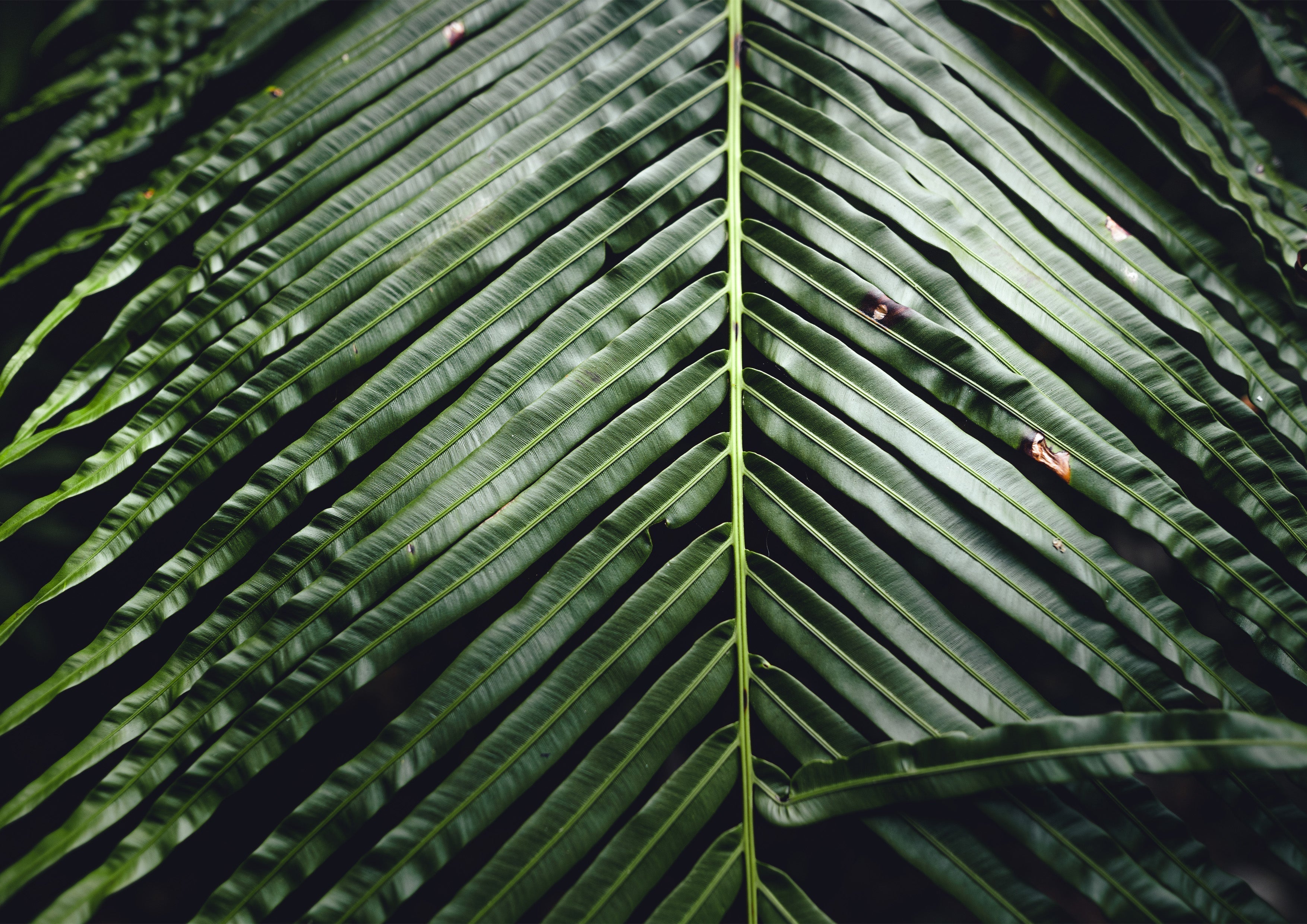 Macronutrients in Coconut