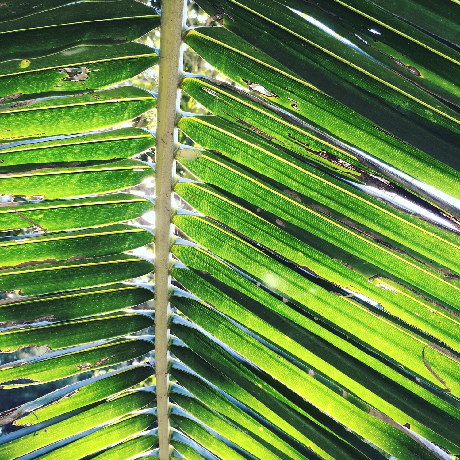 Prevent Potassium Deficiency in Coconuts