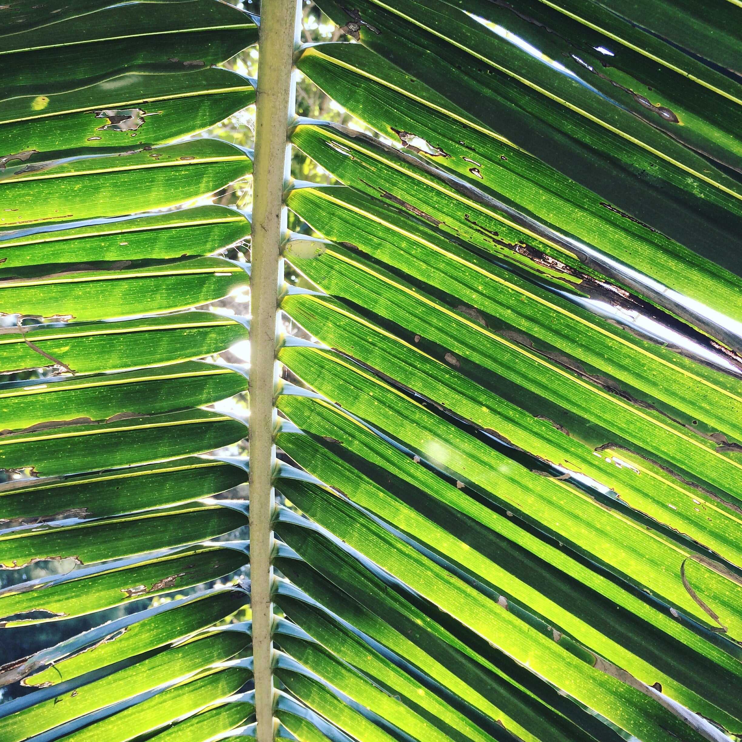 Prevent Potassium Deficiency in Coconuts