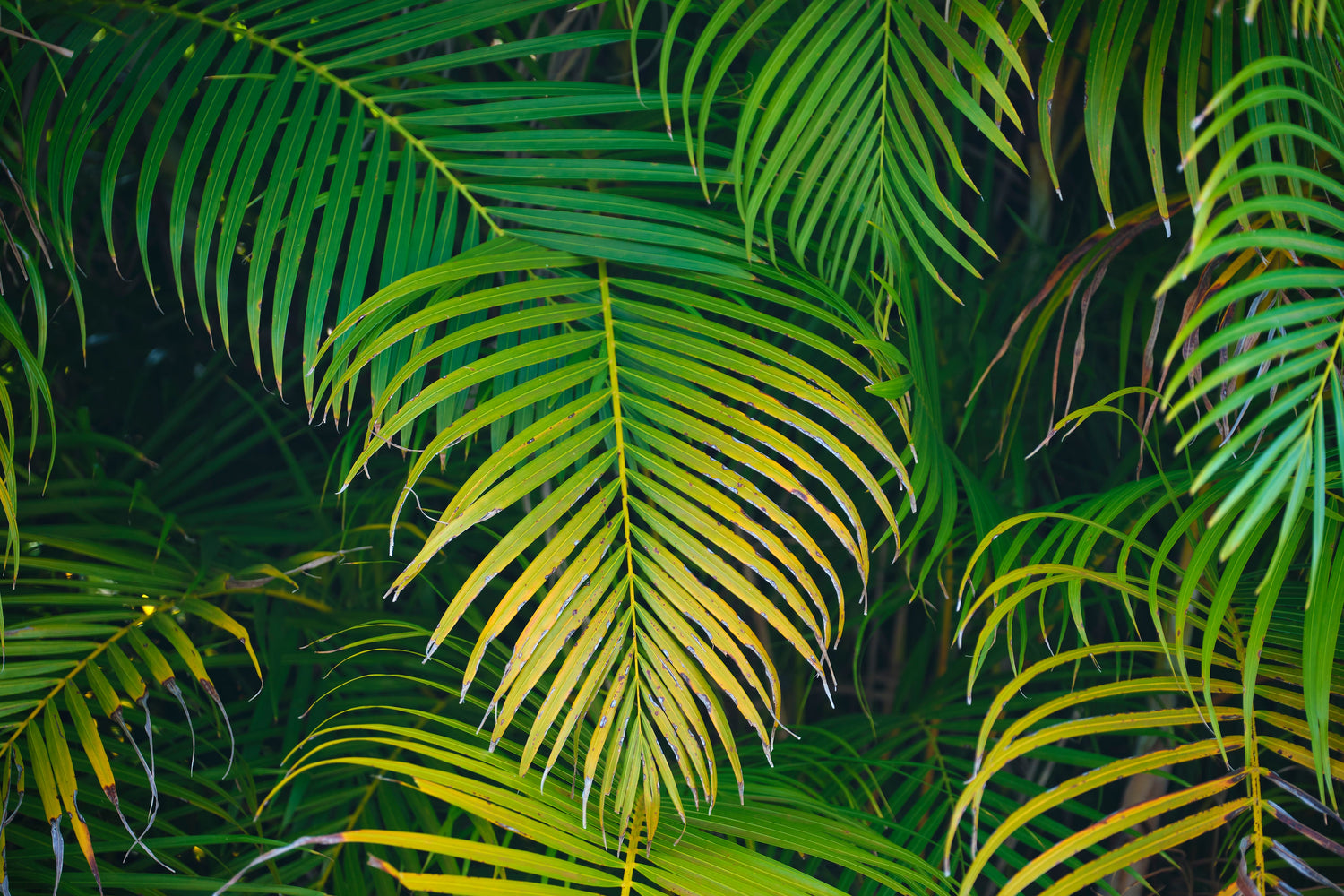 Sulfur Deficiency in Coconut Palms