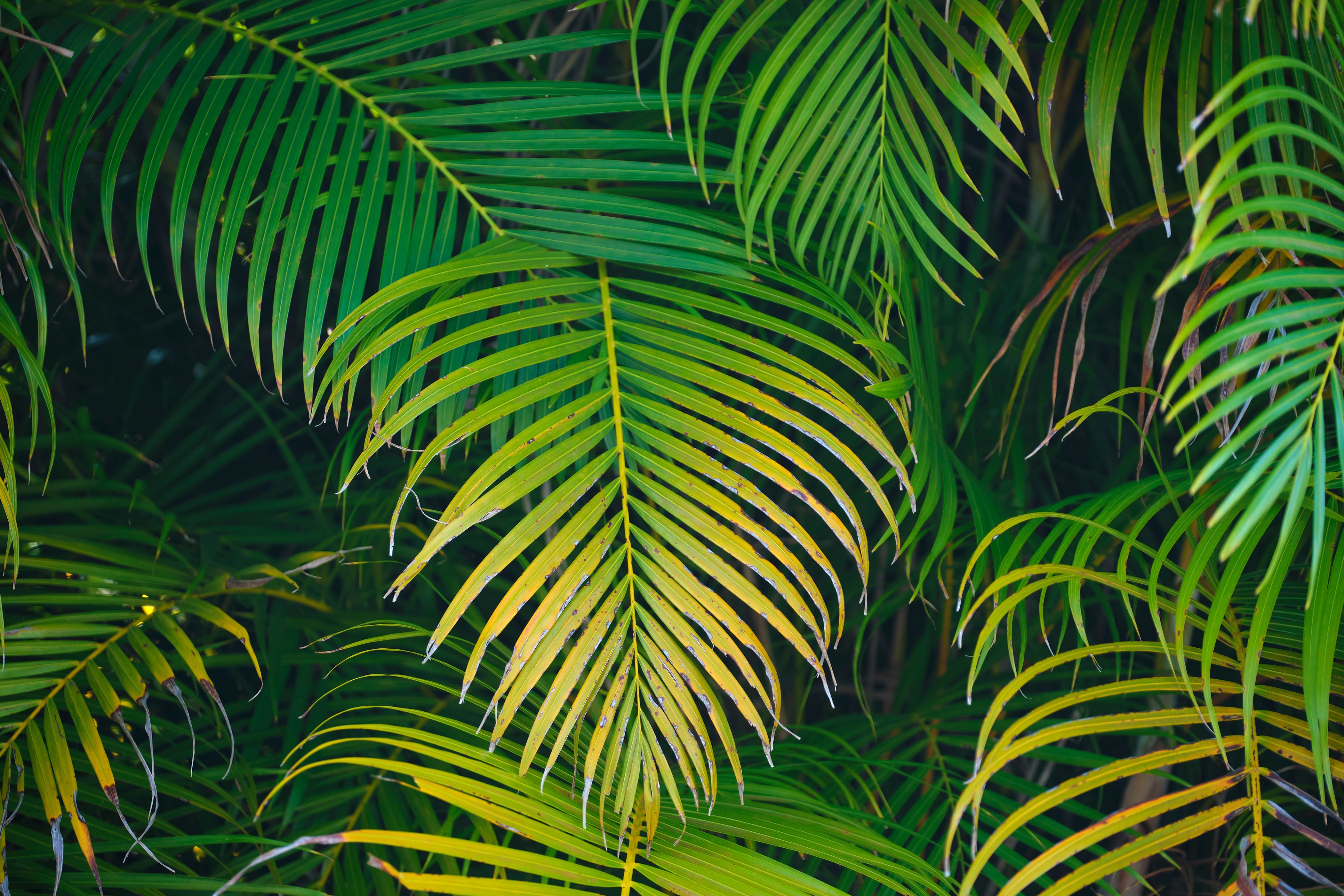 Sulfur Deficiency in Coconut Palms