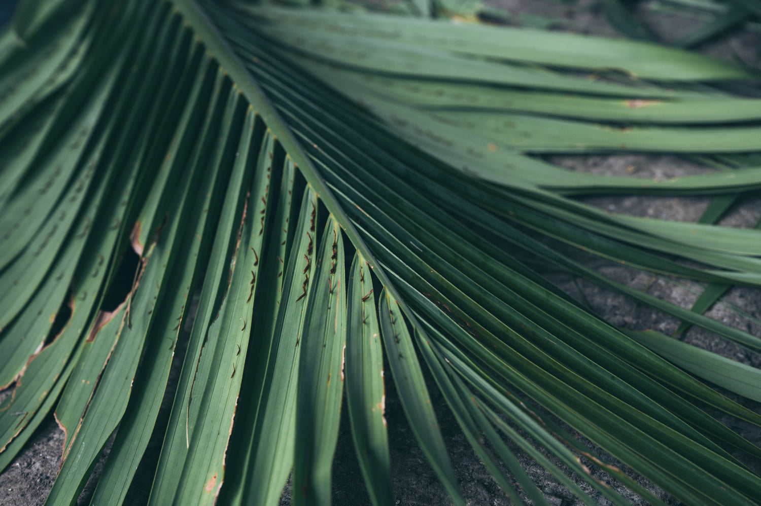 Iron Deficiency in Coconut Palms