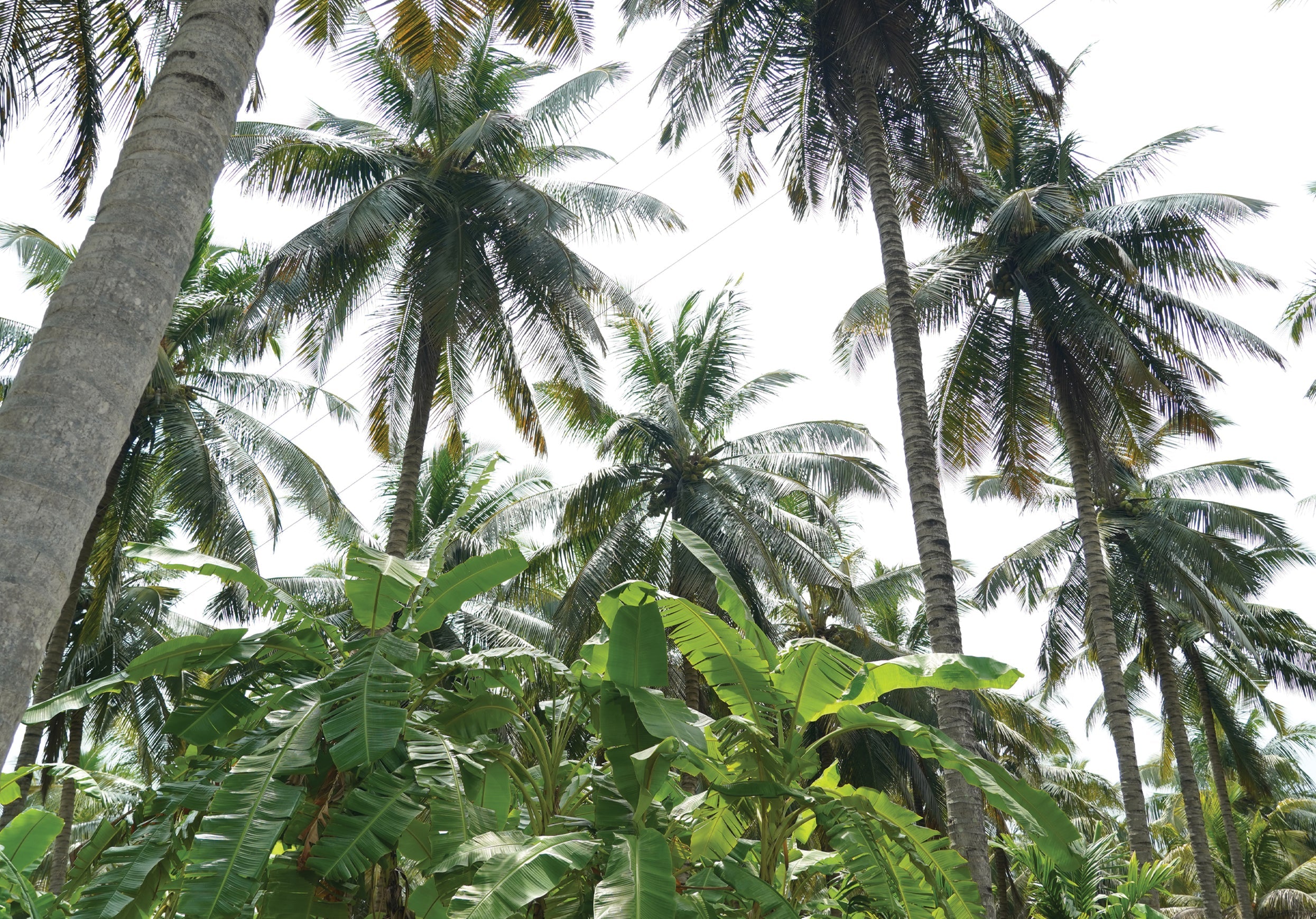 Bud Rot Fusarium Solani: Coconutās Silent Killer