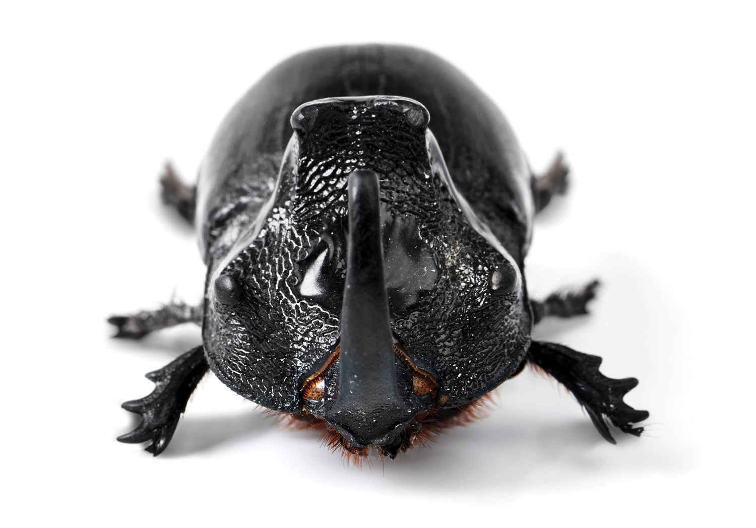 Rhinoceros Beetle: Coconut Menace