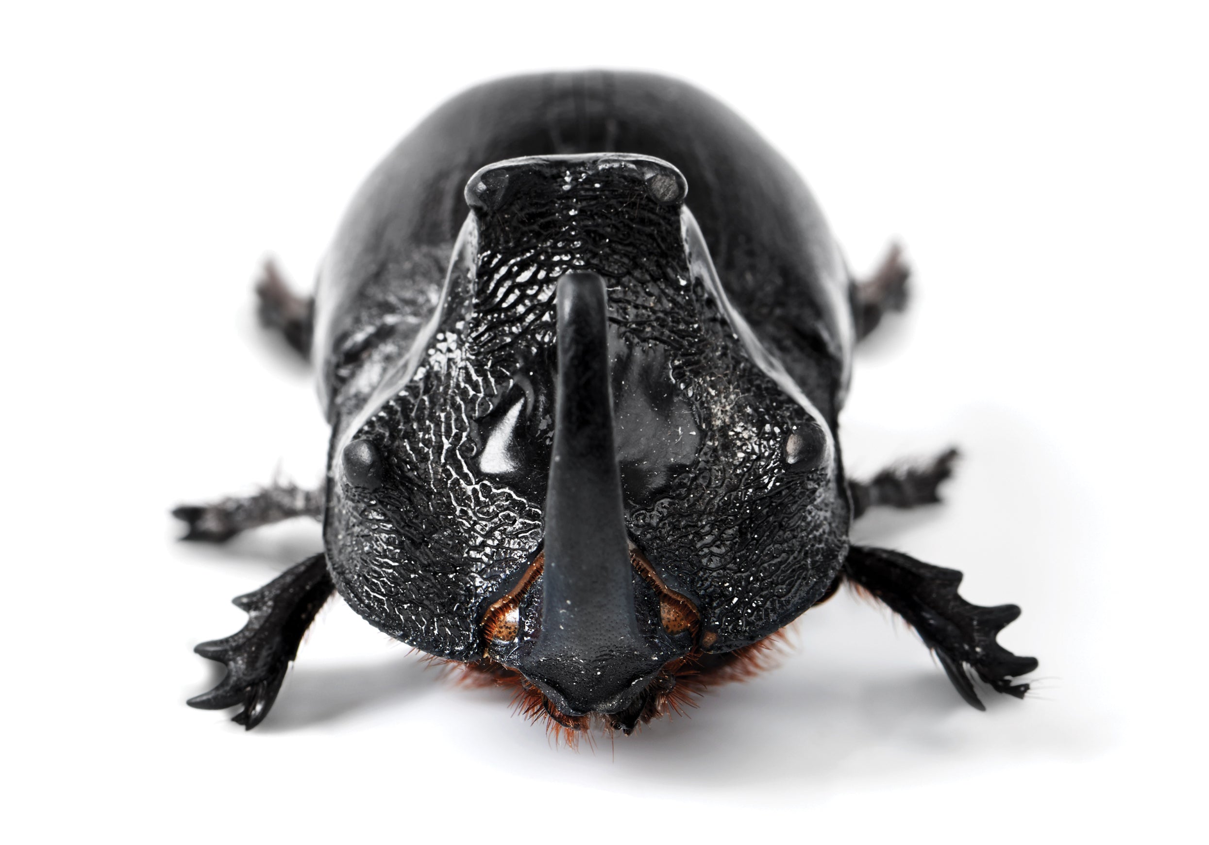 Rhinoceros Beetle: Coconut Menace