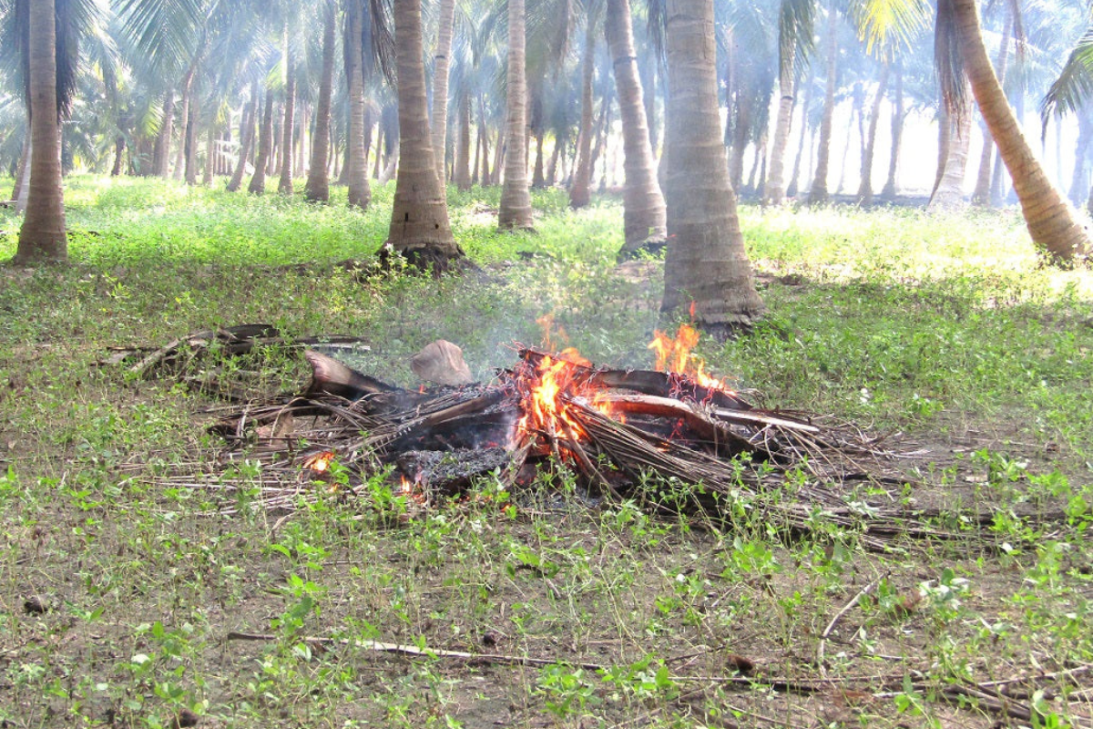 5 Things That Can Be Dangerous To Your Coconut Farm
