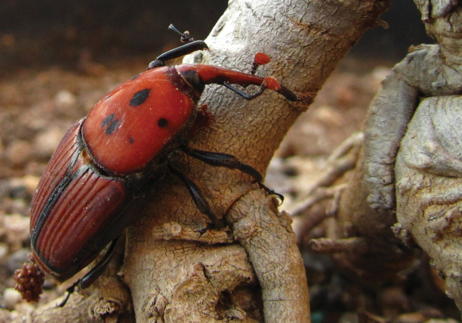 Red Palm Weevil: Rhynchophorus ferrugineus