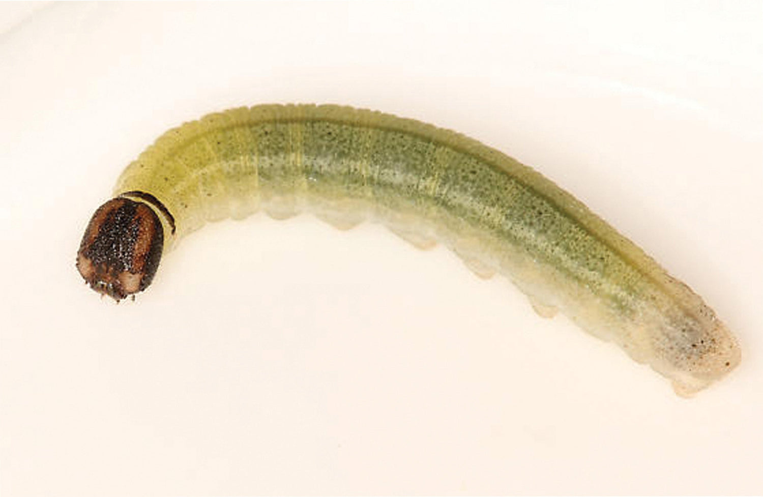 Black Headed Caterpillar: Opisina arenosella