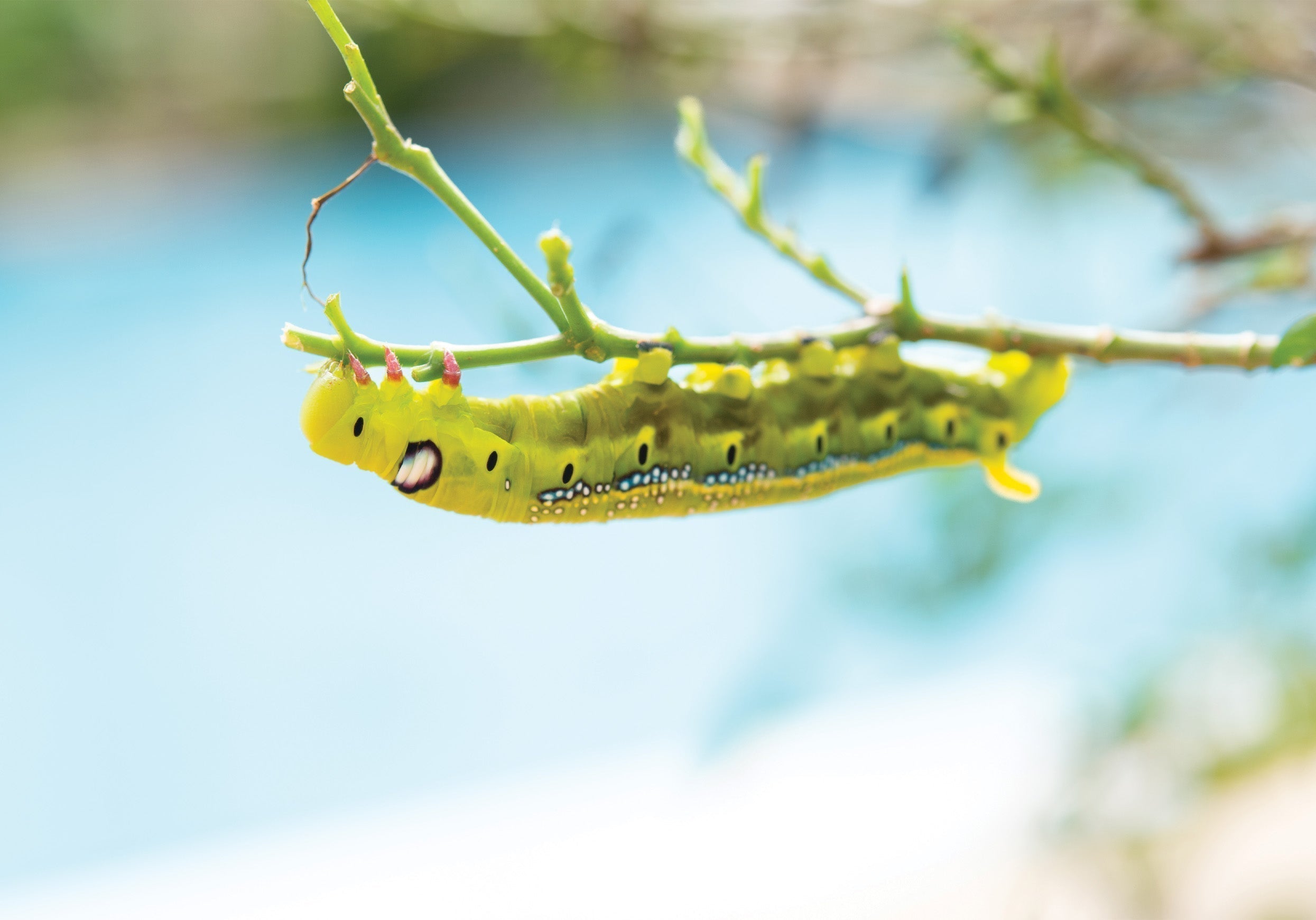 Slug Caterpillar: Parasa lepida & Contheyla rotunda