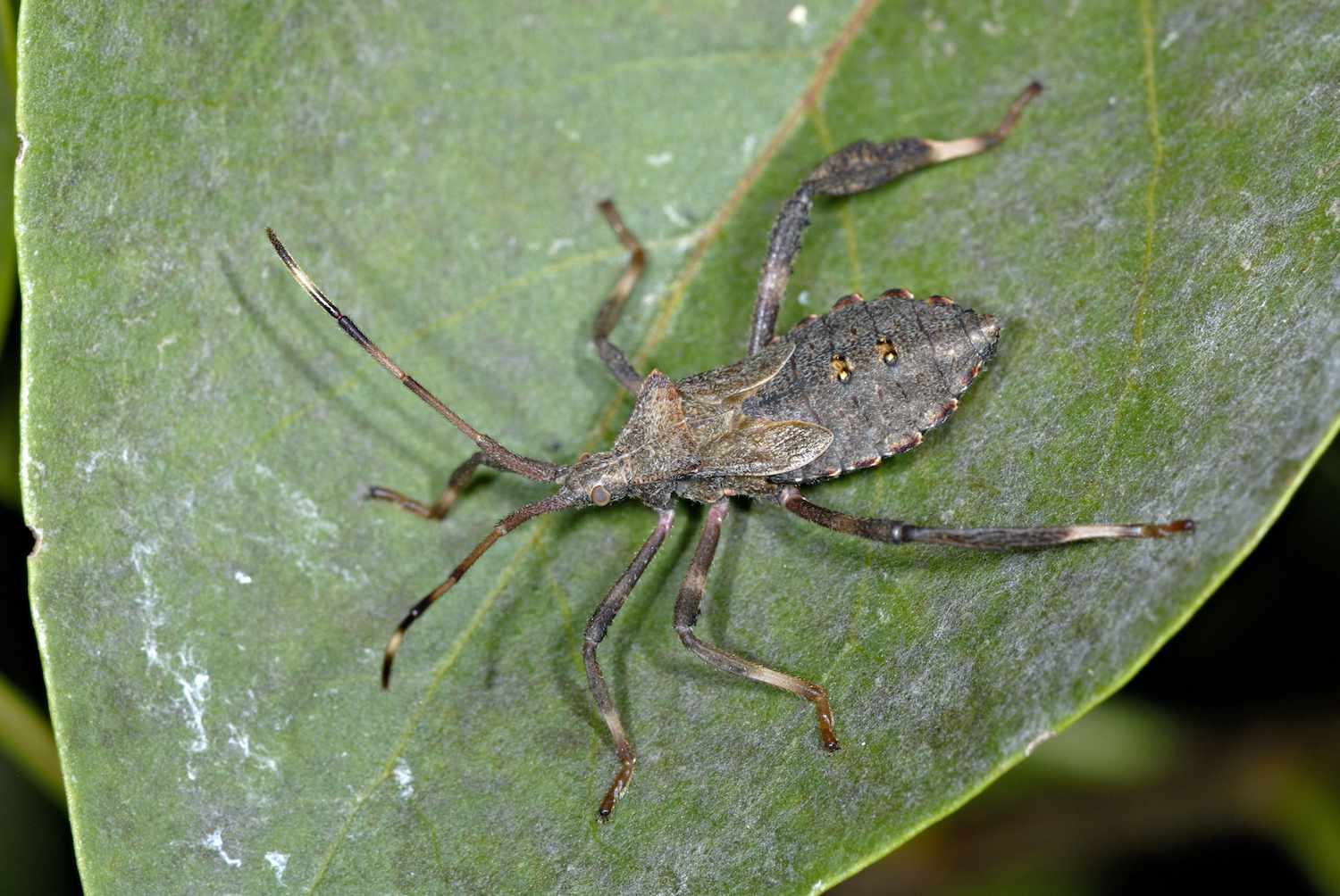 Coreid Bug: Paradasynus rostratus