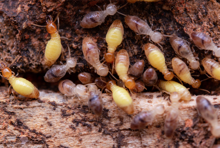 Termite: Odontotermes obesus
