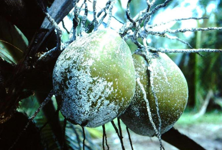 Scale Insect: Aspidiotus destructor