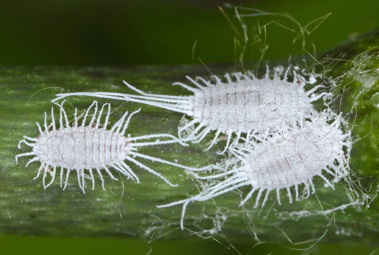 Mealy Bug: Pseudococcus longispinus