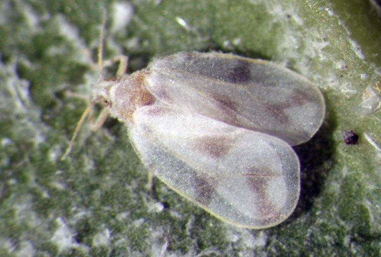 Rugose spiralling whitefly: Aleurodicus rugioperculatus
