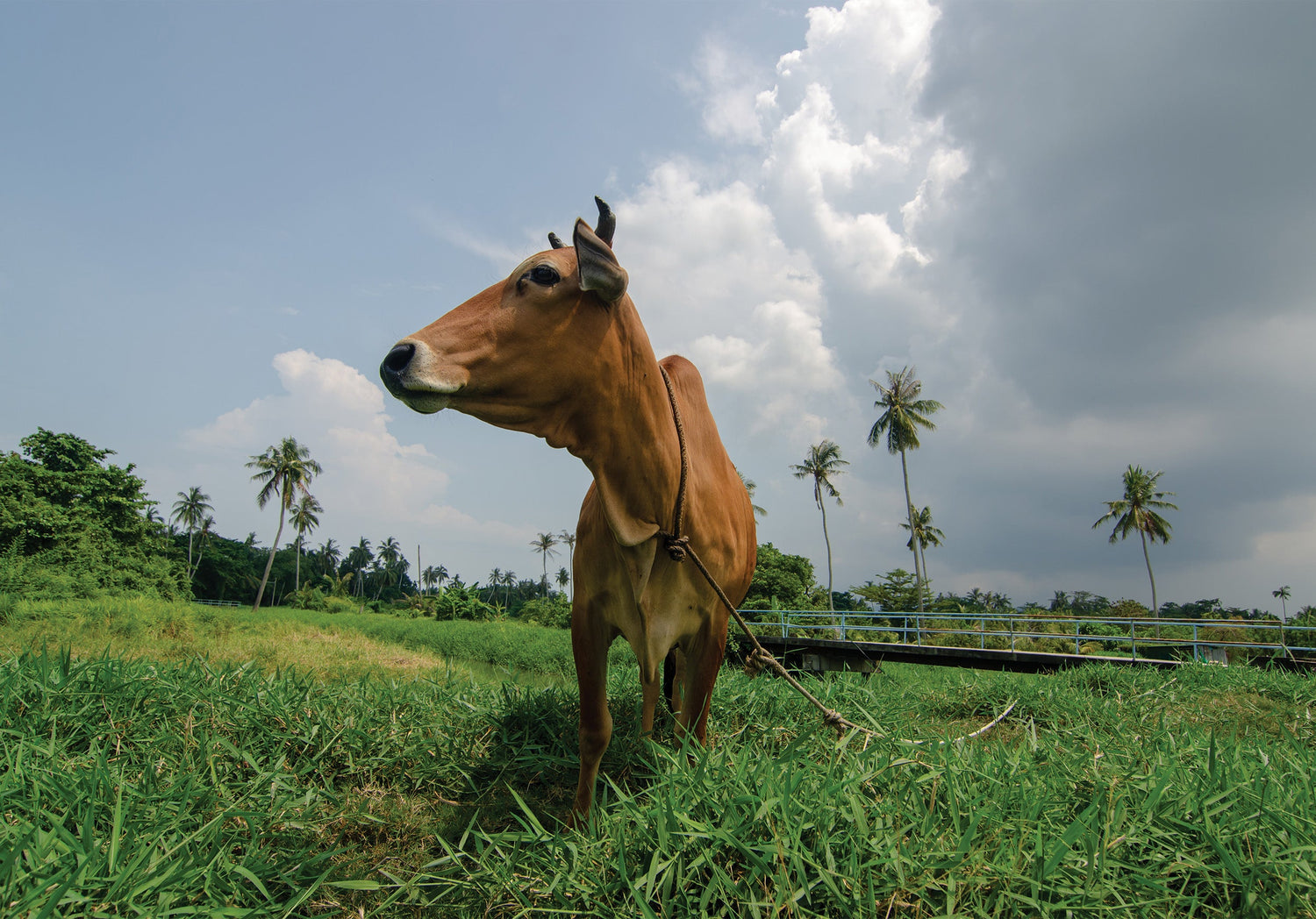 Panchagavya: Organic Growth Promoter