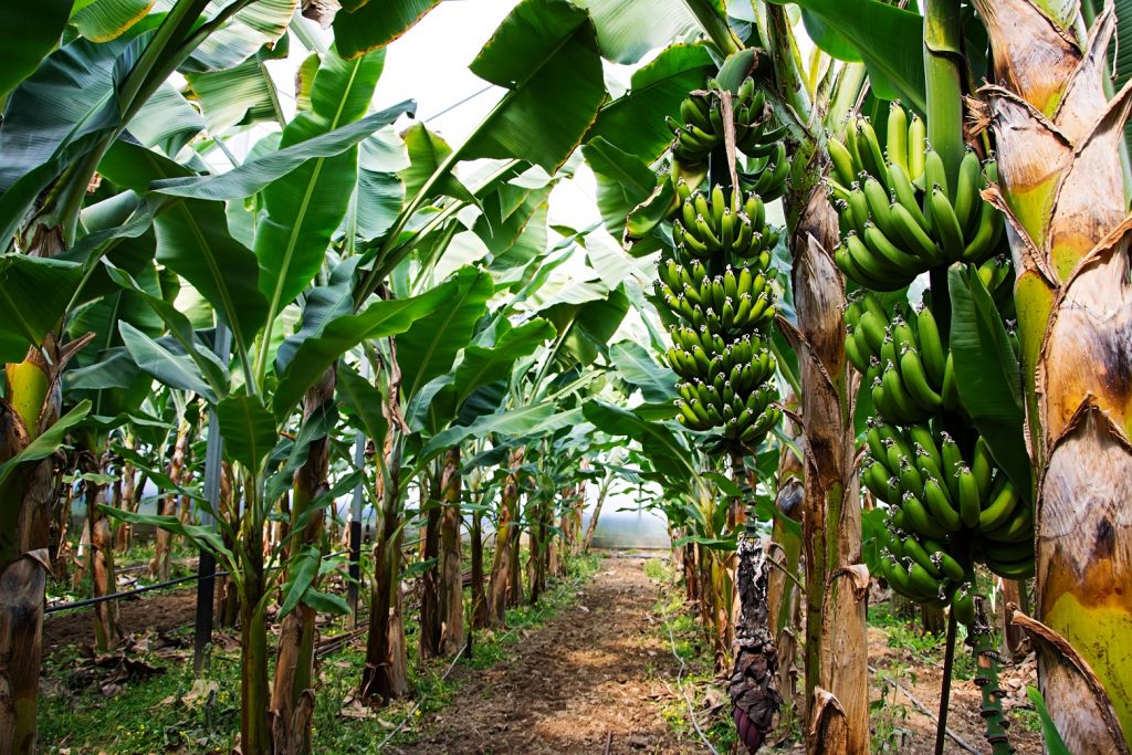 5 Surprising Health Benefits of Growing Bananas in Your Own Backyard