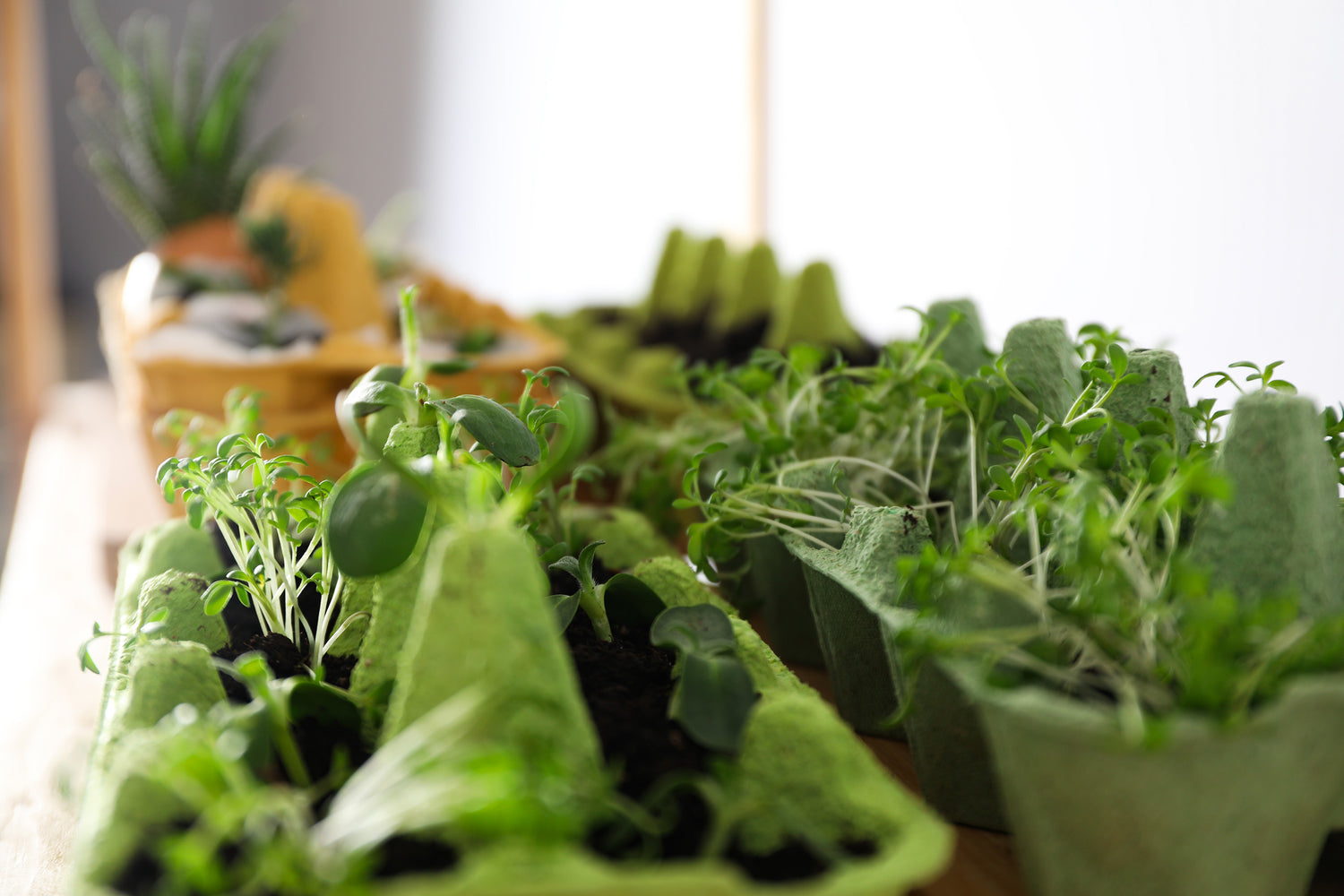 5 Tips for Reducing Air Pollution with Indoor Plants