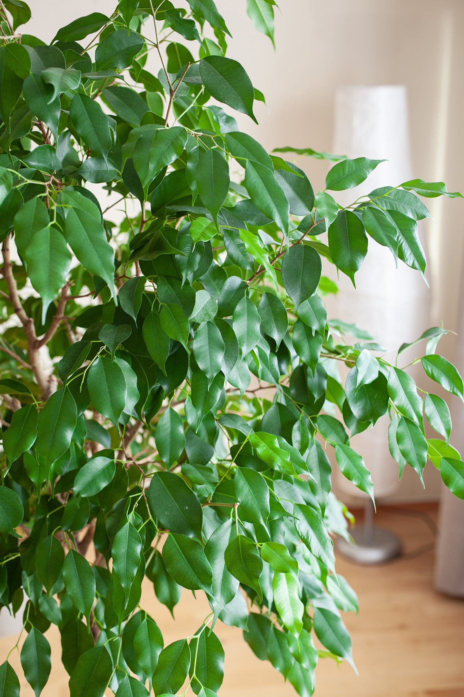 5 Top Low-Care Indoor Plants For Low-Oxygen Spaces