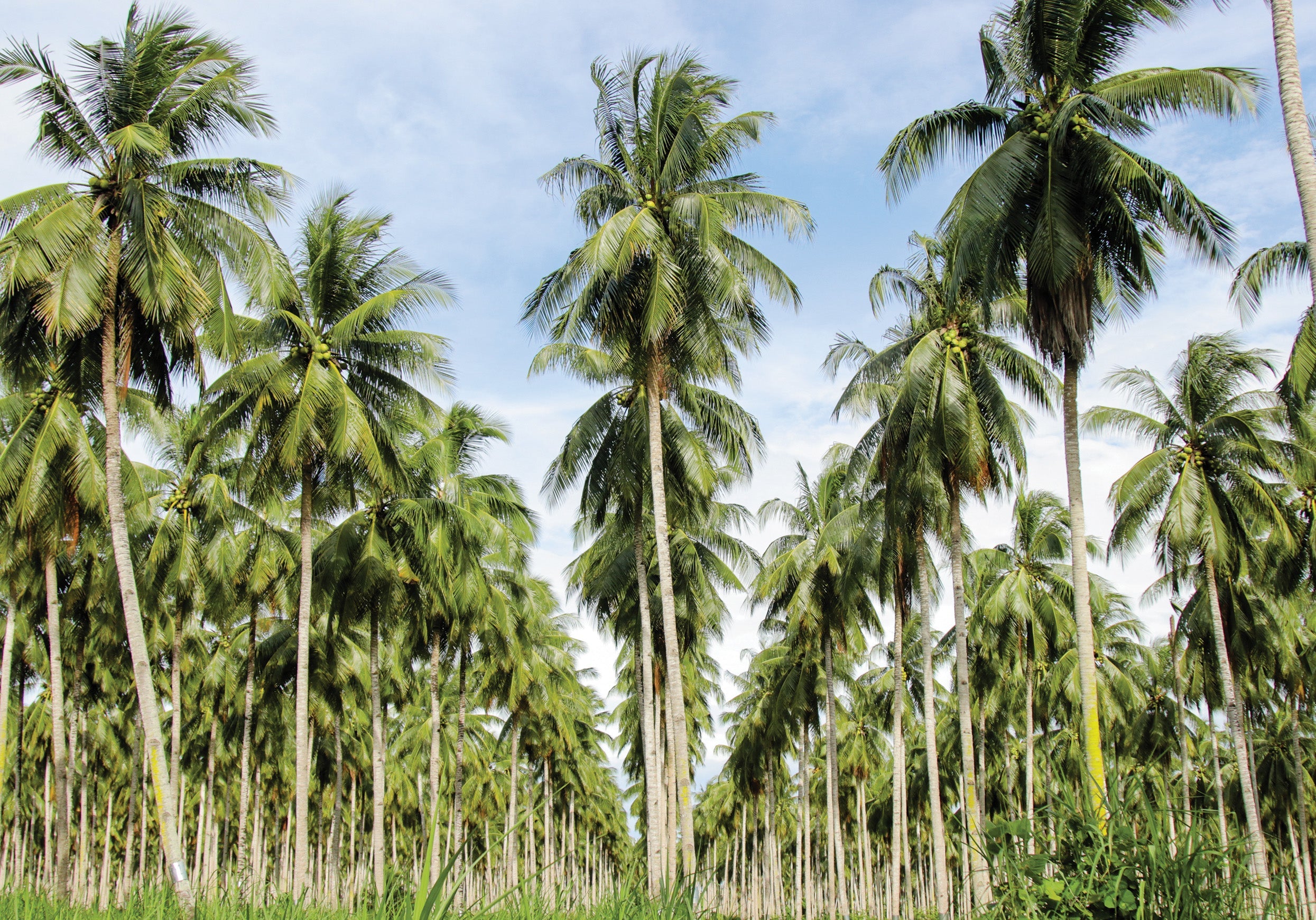 Black Scorch Disease: A Silent Coconut Threat