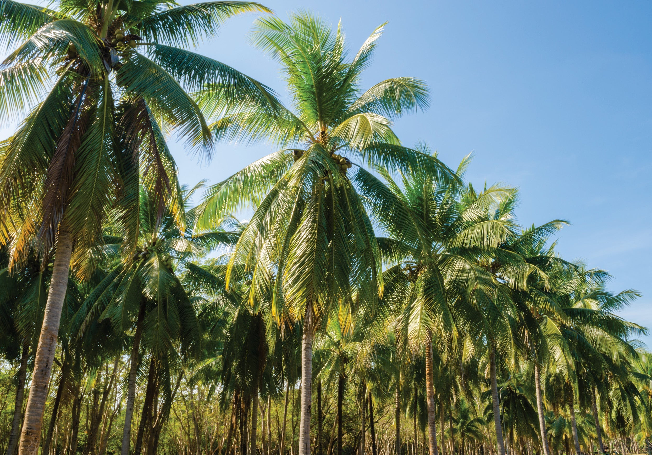 Defending Coconut Palms: Battling Bitten Leaf Disease