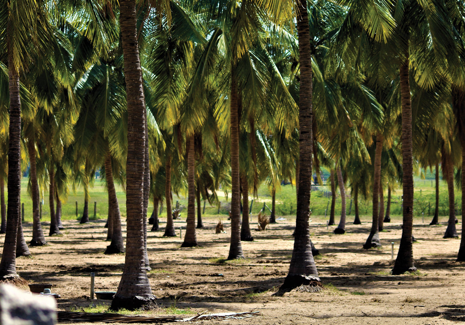Root Wilt (Kerala Wilt) of Coconut: Symptoms & Management