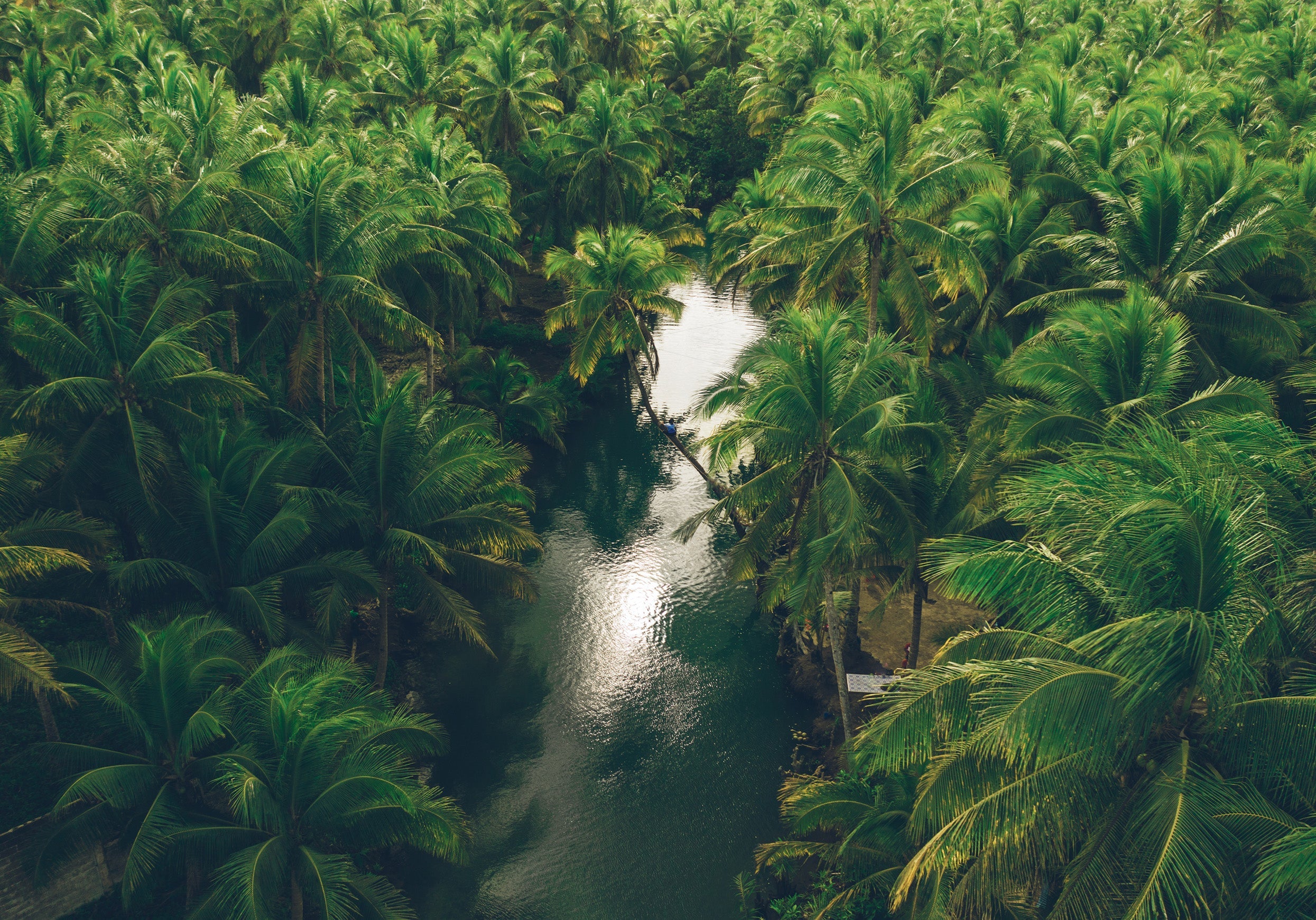 Bud Rot in Coconut Palms: Detection & Control