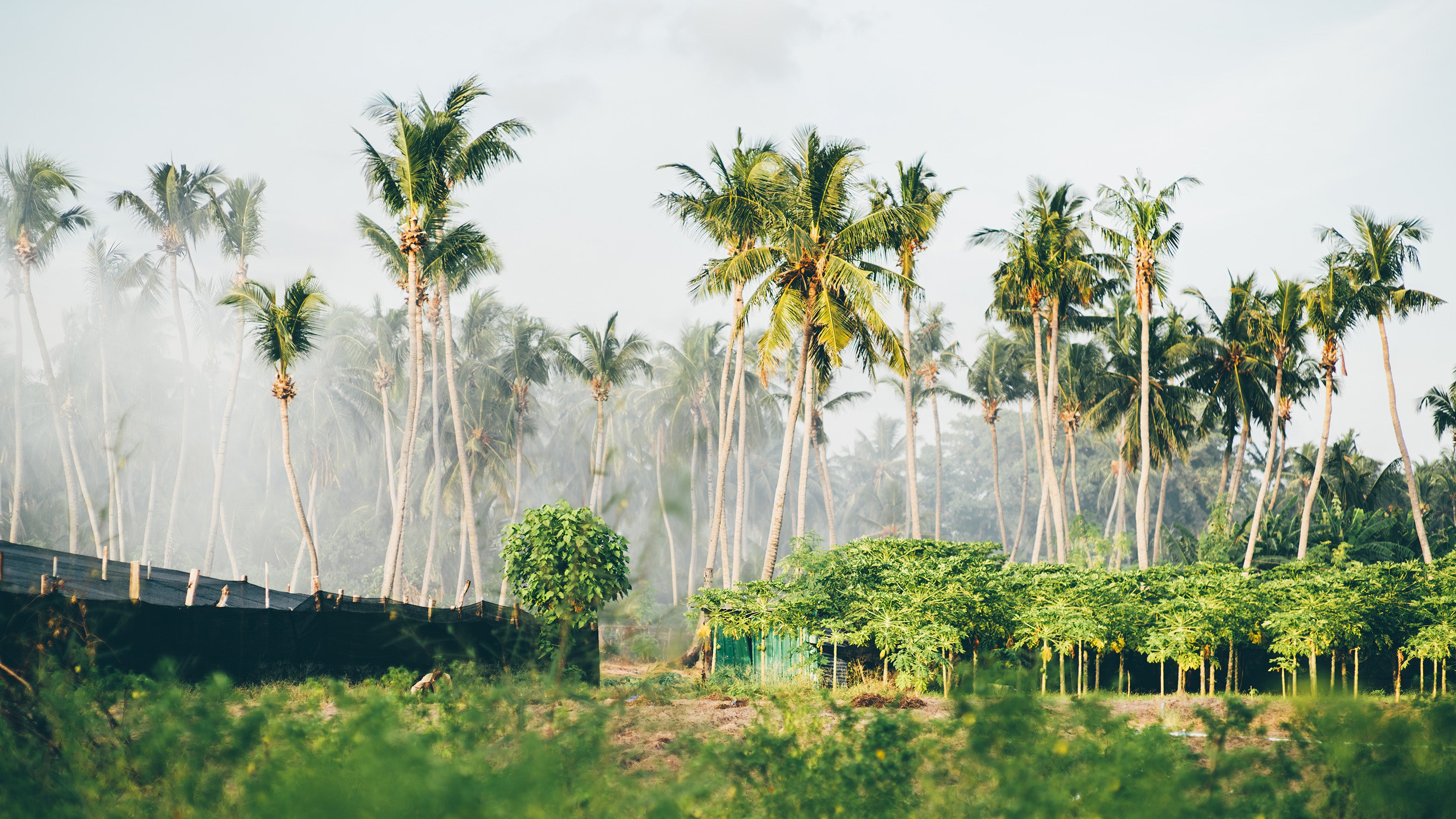 Application of chemical fertilizers in coconut farms