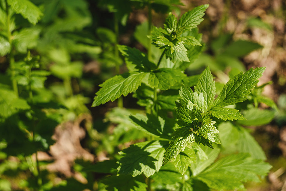 Breathe Easy with These Oxygen-Producing Indoor Plants