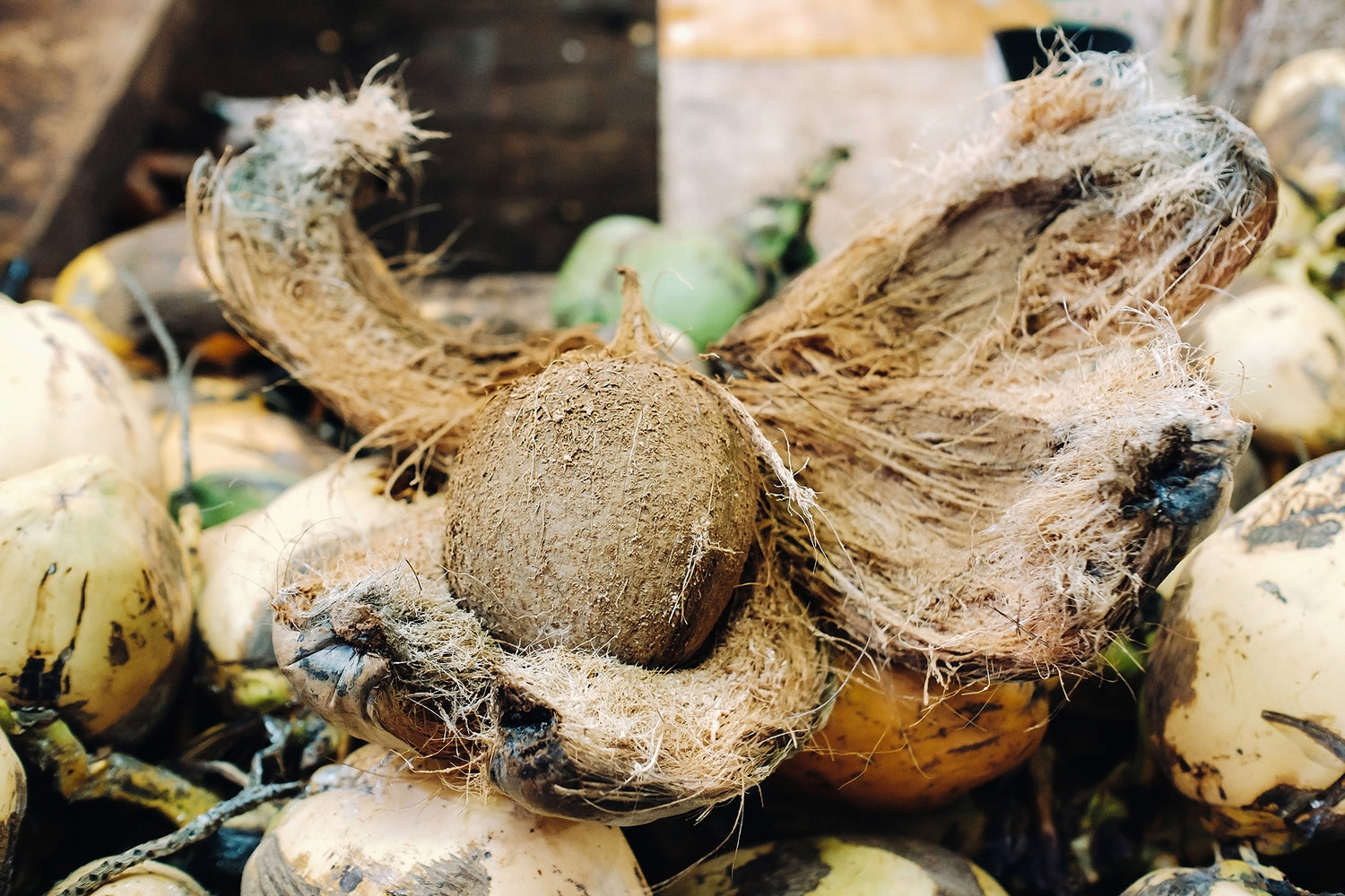 Calcium deficiency in coconut farming explained