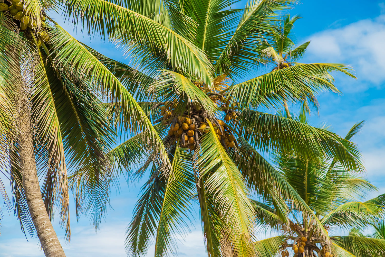 Algal Leaf Spot Explained: A Common Coconut Palm Disease