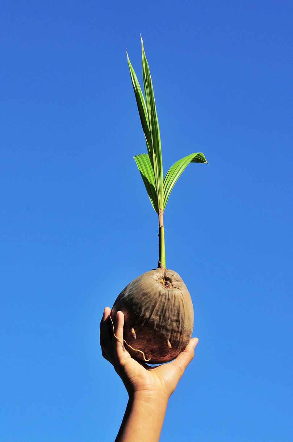 Choosing the Best Mother Palm: A Guide to Successful Coconut Farming