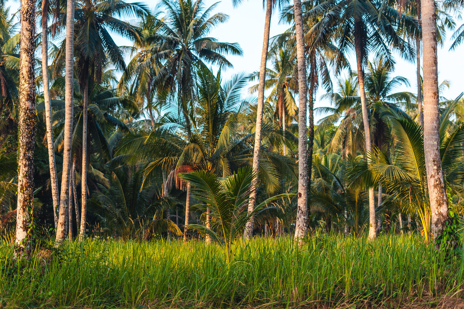 Cover cropping and its details in coconut farms