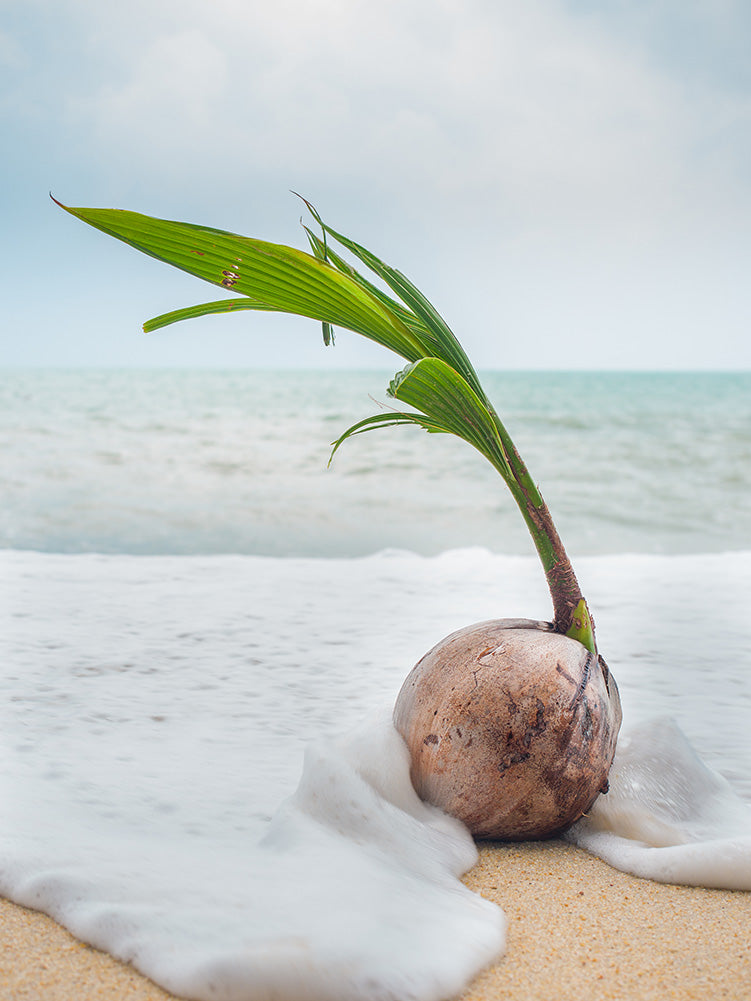 Expert Tips for Finding the Perfect Seed Gardens for Your Coconut Farm