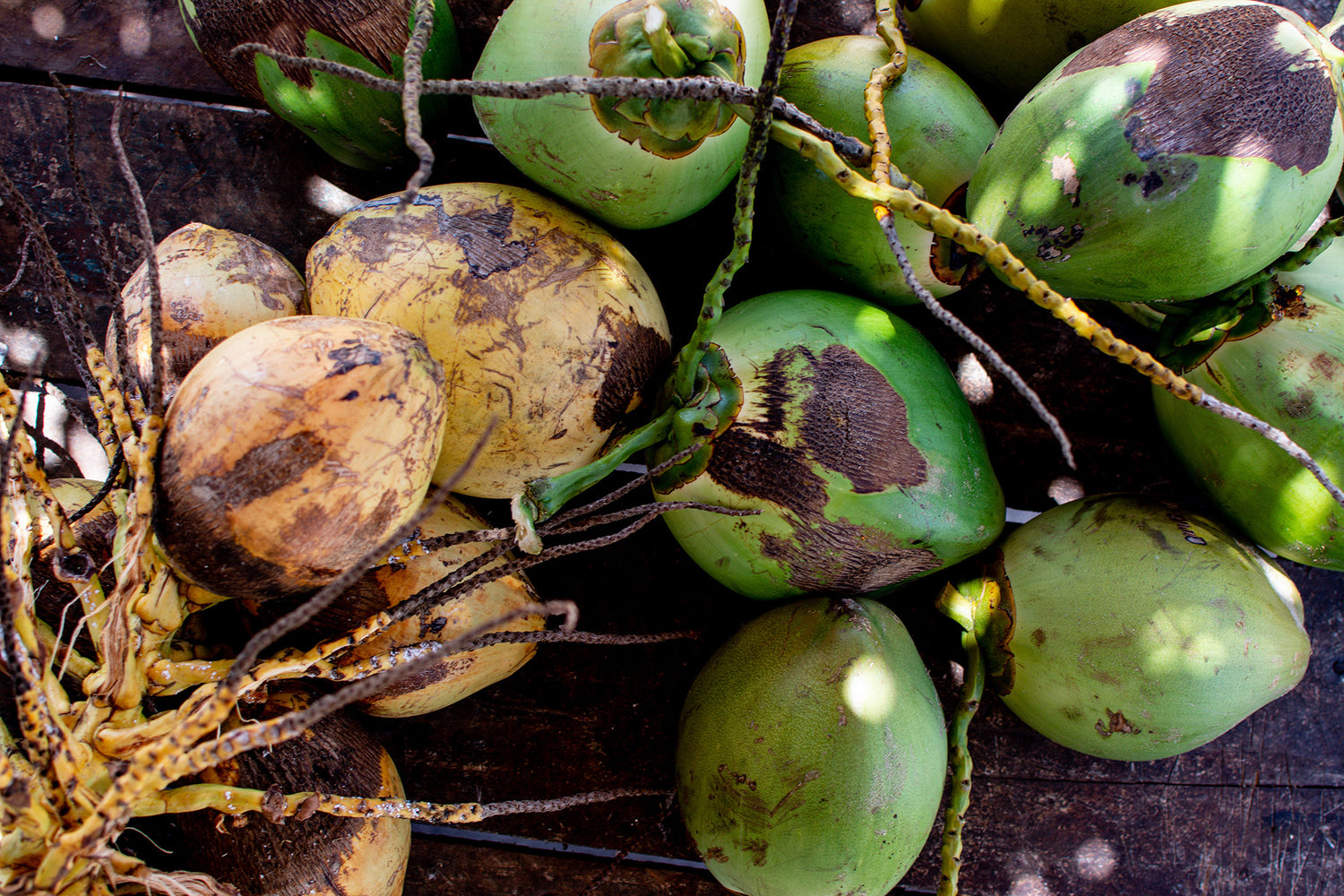 Exploring the Top 5 Dwarf Coconut Varieties Found in India