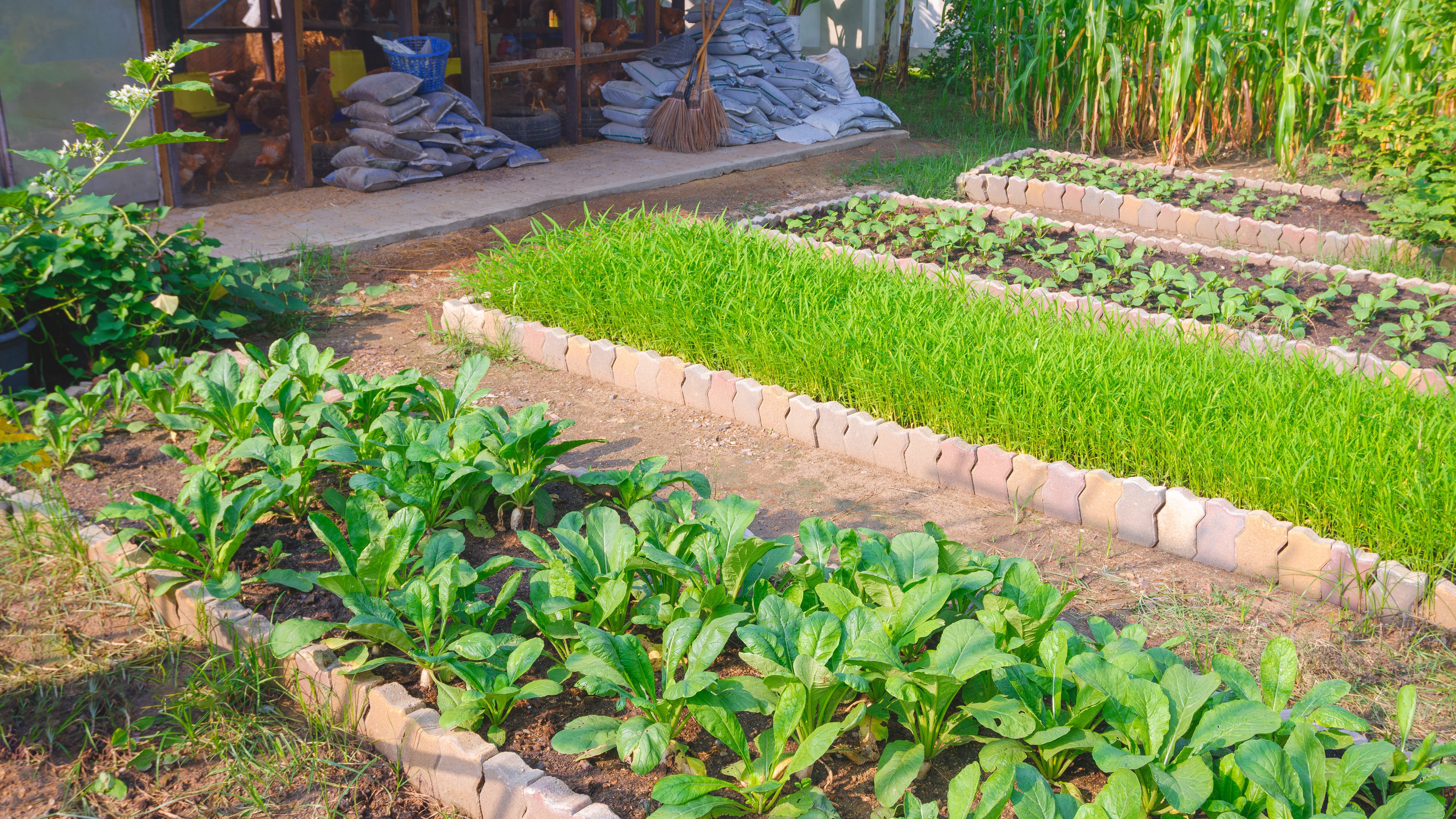 How To Grow Your Own Food At Home: 5 Tips That Will Help You Start