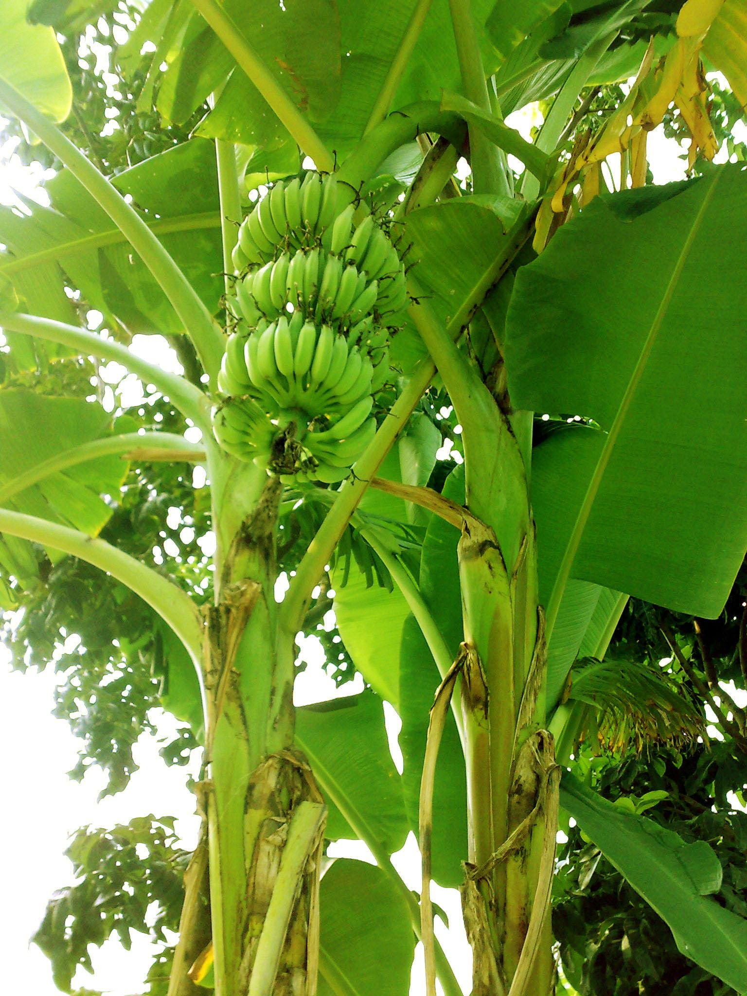 From Peel to Stem: Homemade Remedies Using Different Parts of the Banana Plant