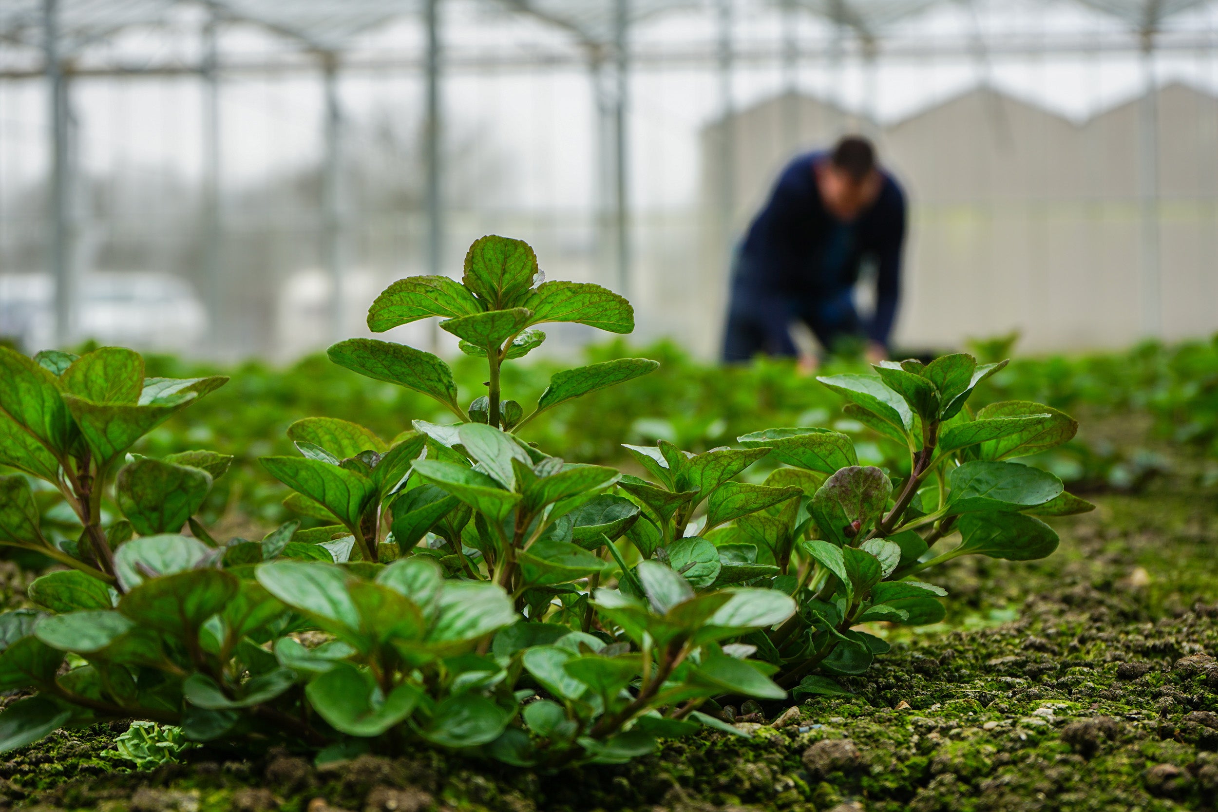 Grow with Magnesium: How Adding This Essential Nutrient to Soil Can Improve Plant Health, Yields, and Vigor