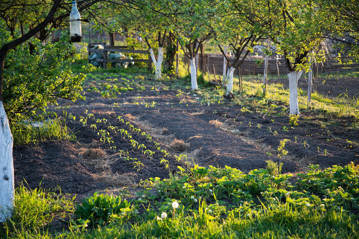 How to Boost Your Garden's Performance With Proper Iron Balance?
