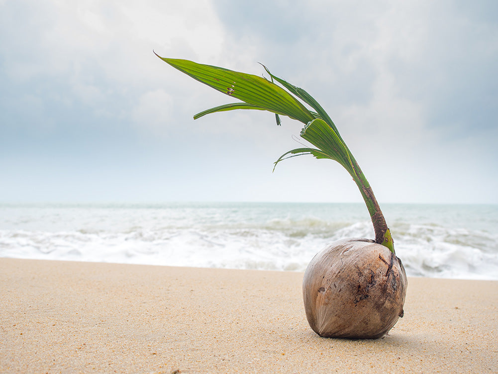 How to apply fertilizer for coconut trees