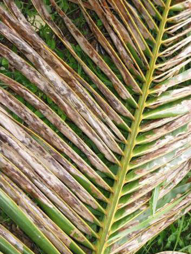 Integrated Pest Management (IPM) in the Cultivation of Coconut