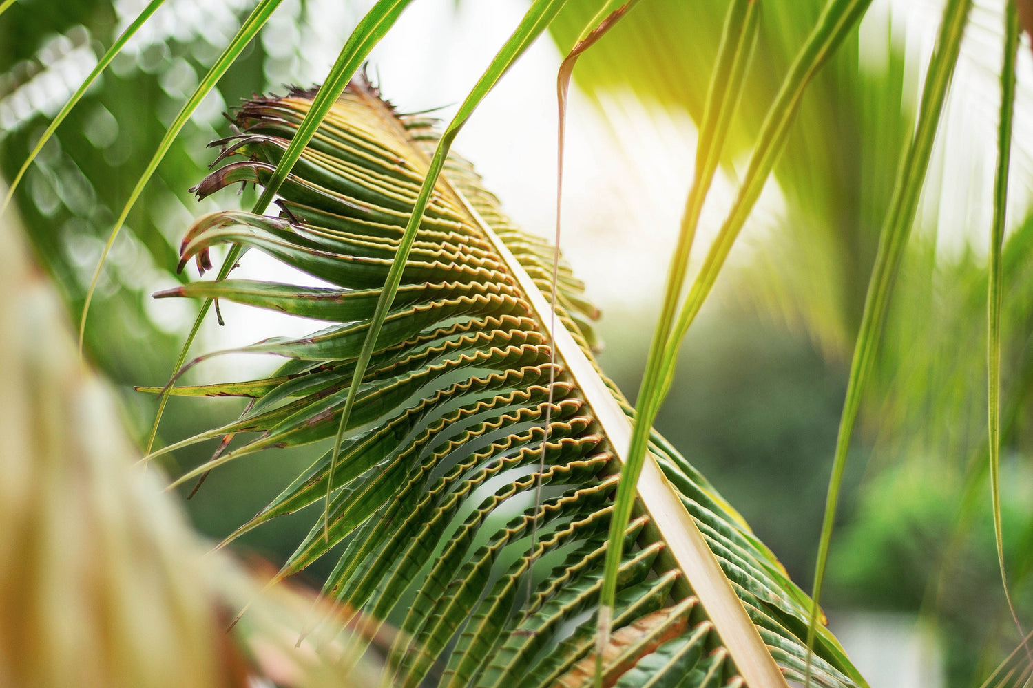 Manganese deficiency in coconut farming explained